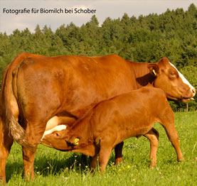 Fotografie im Hause Schober für den Bereich Tiernahrung
